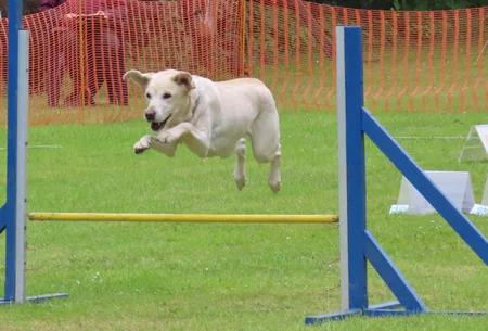 Hund springt über niedrige Hürde